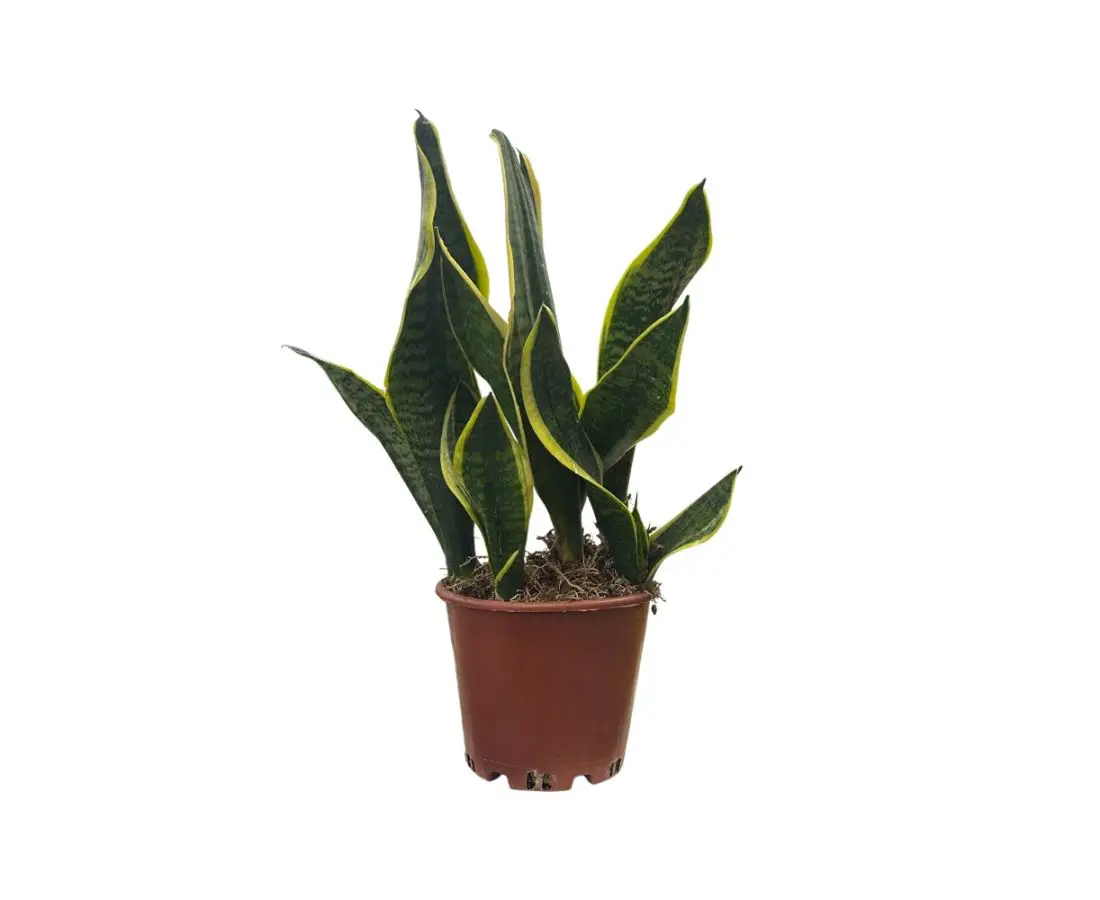 Sansevieria ყვავილი 3PP