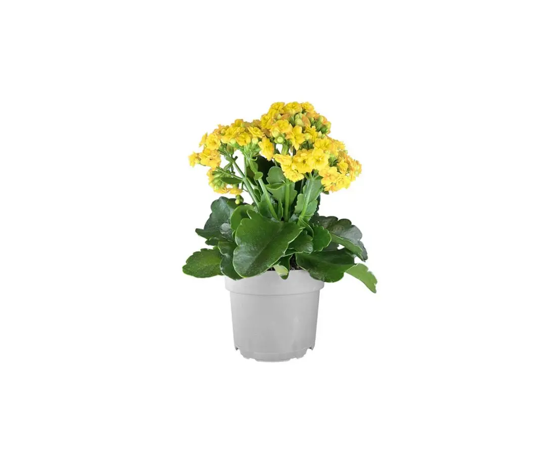 კალანხოეს ყვავილი P10.5